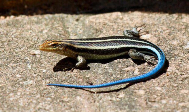 Blauwstaart hagedis