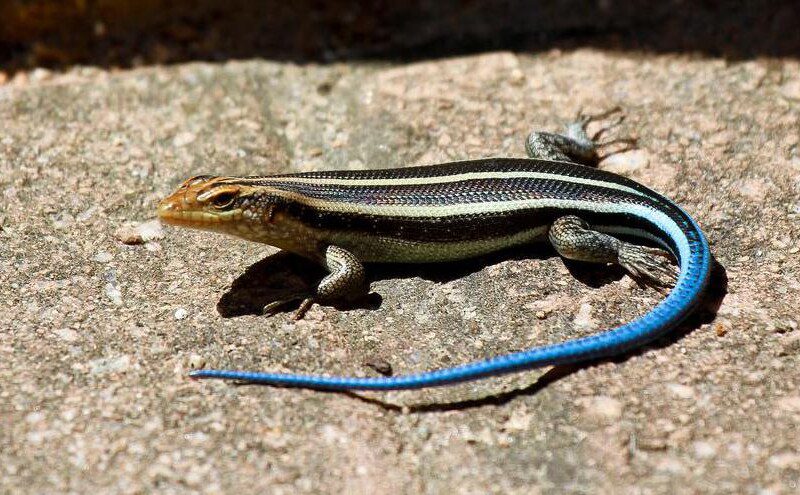 Blauwstaart hagedis